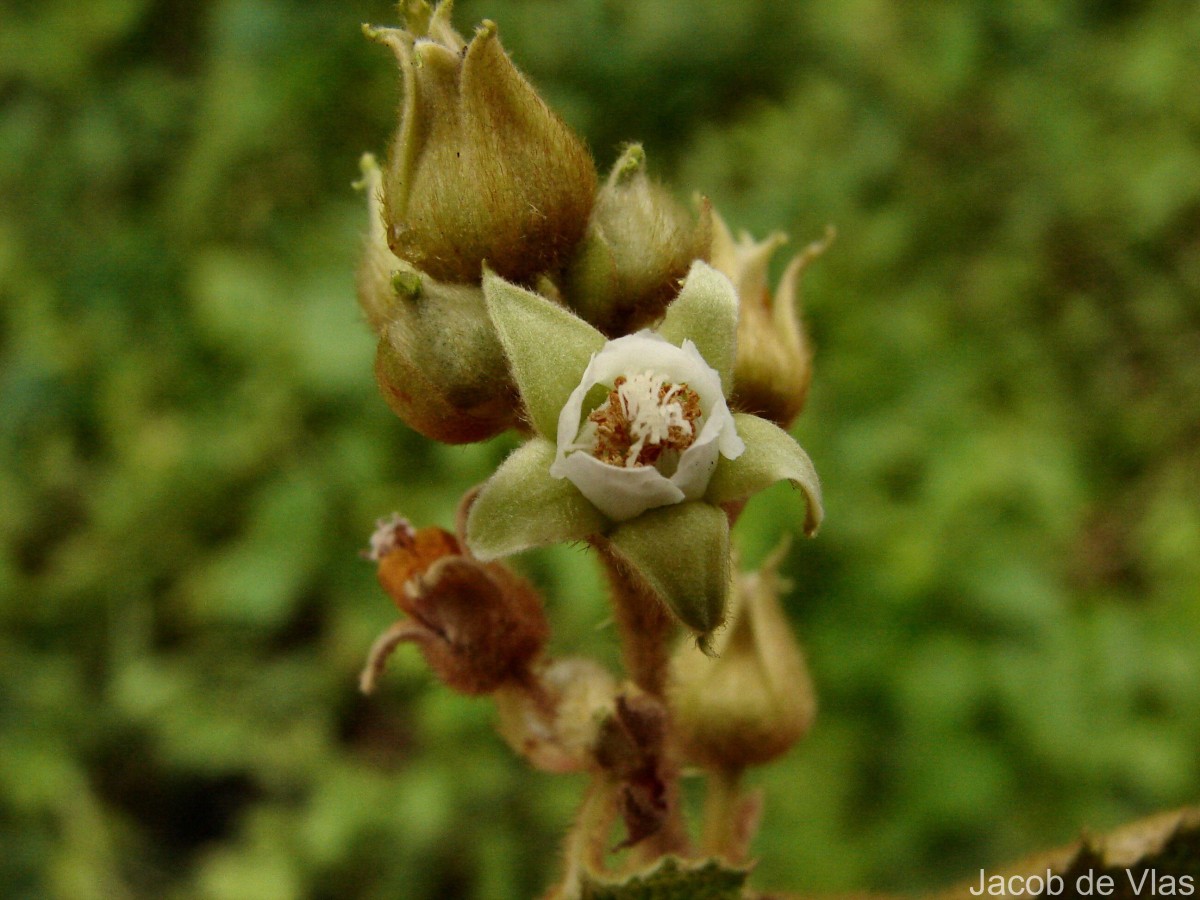 Rubus indicus Thunb.